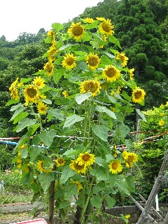 花がいっぱいのひまわりも