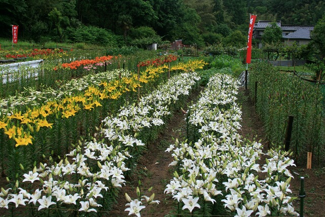 住民のみなさんが育てた百合園