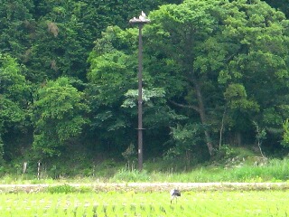 豊岡市戸島湿地のコウノトリ親子