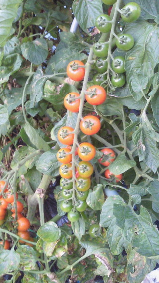 夏バテには手作り夏野菜を・・・