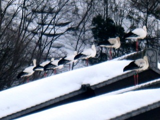 屋根で羽を休めるコウノトリたち