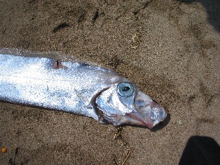 サケガシラらしい魚