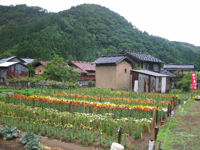 ひなびた山里に百合の花が