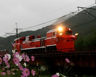 ラッセル車とコスモス