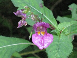 ツリフネソウの花のアップ