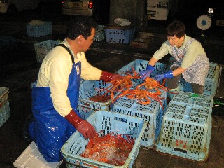 香住ガニの選別作業