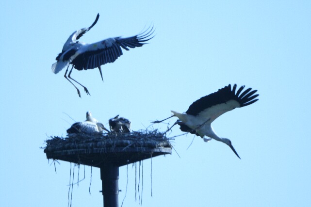 戸島のコウノトリ３