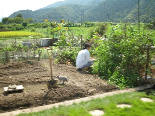 あれえ、ウサギだ！