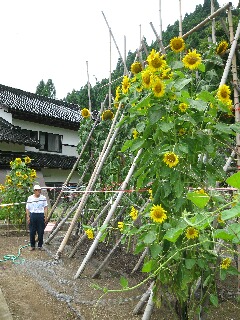 倒れないように枠をして・・・