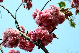 八重桜