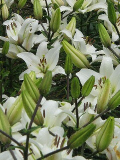 白い百合の花のアップ