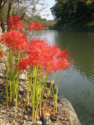 彼岸花