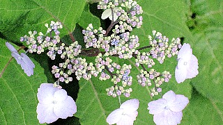 山紫陽花