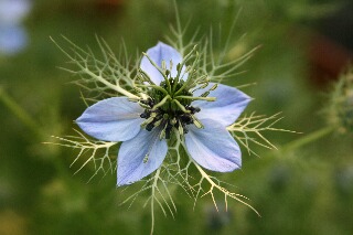 ニゲラの花のアップ