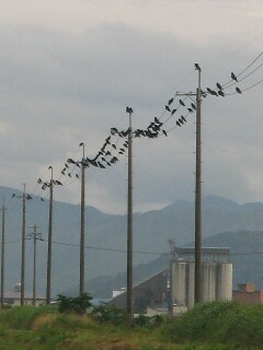 電柱にはカラスが群がっていて