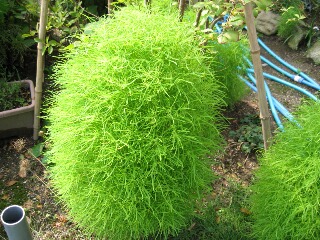 ホウキ草も鮮やかな黄緑