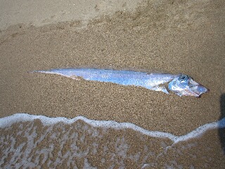 謎の魚と話題に・・