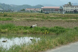 田でえさを探す親コウノトリ