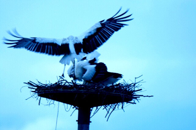 巣塔に戻った親鳥とヒナ２羽は