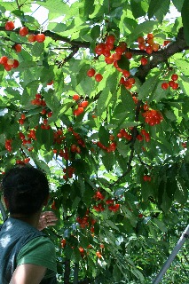 さくらんぼに目が点