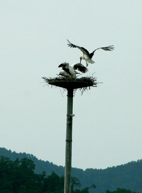 親鳥からえさをもらうヒナ