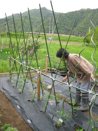 野菜の苗植え