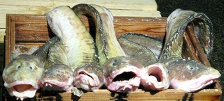 海に山に・・・ババアが６人、いや６匹・・・