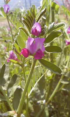 カラスノエンドウ