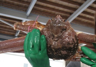 松葉ガニの上物