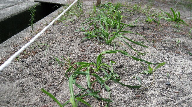 踏み潰されたユウスゲ