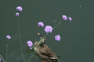 花とカモ