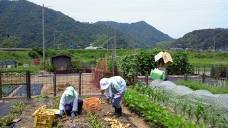 運ぶための箱を持っているのが私