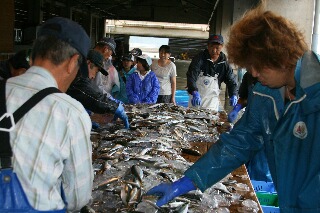 魚の選別作業を見学・私も