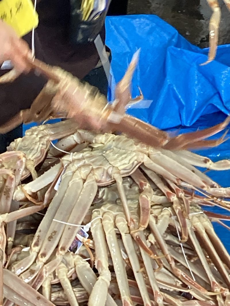 松葉ガニ漁解禁